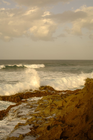 dorado del mar1062