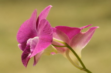 orchids0370