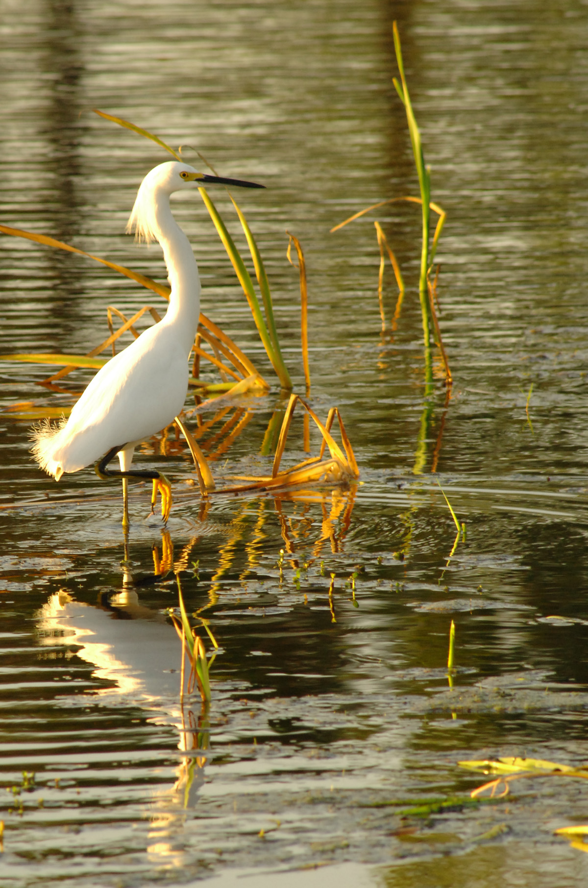 clubdebonmontsouthcourse0085