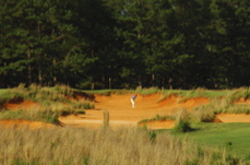 golfclubatcuscowilla0287