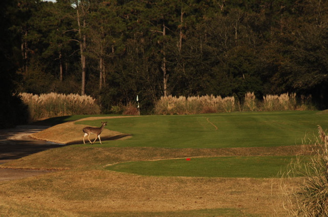southcarolinagolfcourses0106