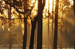 southcarolinagolfcourses0179