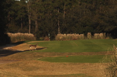 southcarolinagolfcourses0106