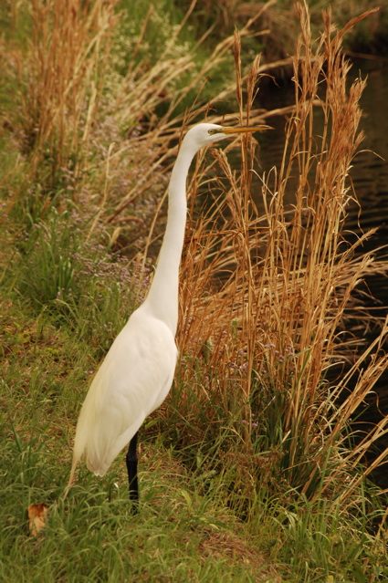kiawahislandcougarpoint0149