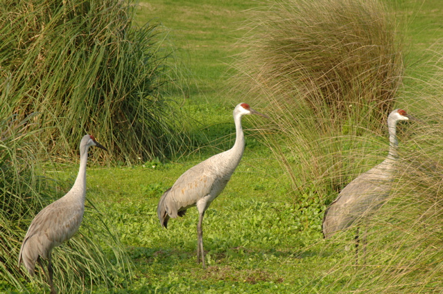 orangecountynationalcrookedcat0374