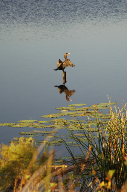 OrangeCountyNationalPantherLake0066