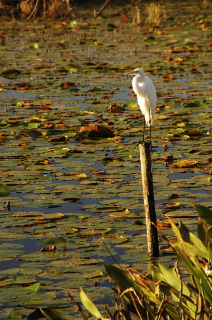 OrangeCountyNationalPantherLake0077