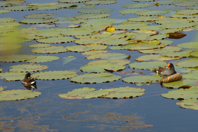 OrangeCountyNationalPantherLake0109