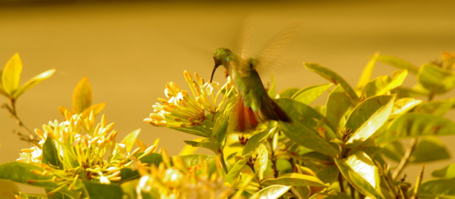 palmasdelmarpalmscourse0270