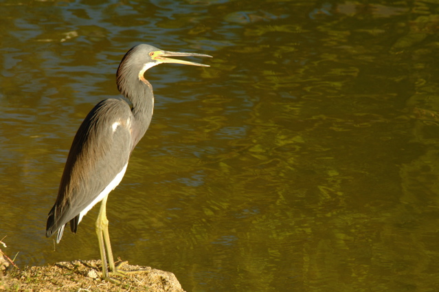 palmasdelmarpalmscourse0290