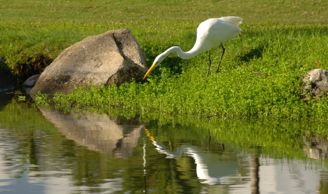 palmasdelmarpalmscourse0510