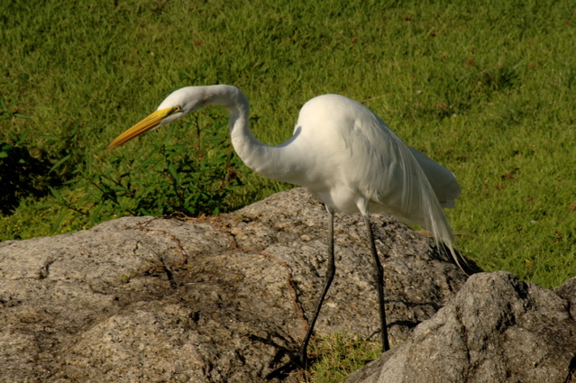 palmasdelmarpalmscourse0516