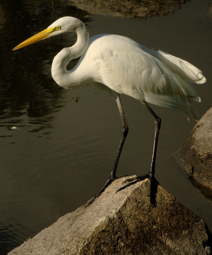 palmasdelmarpalmscourse0519