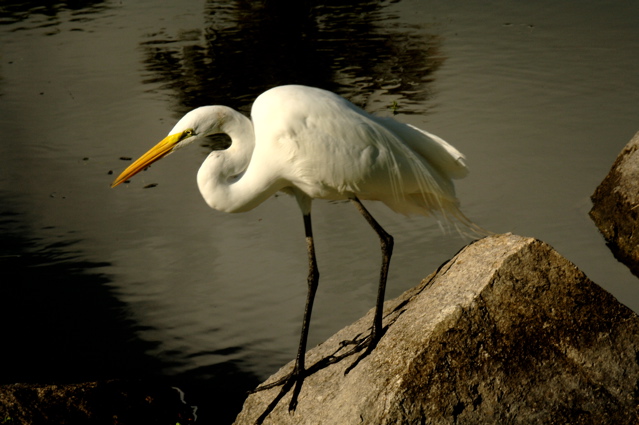 palmasdelmarpalmscourse0520