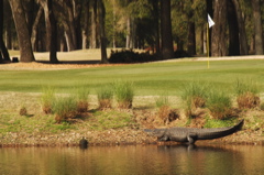 plantationcourse0038