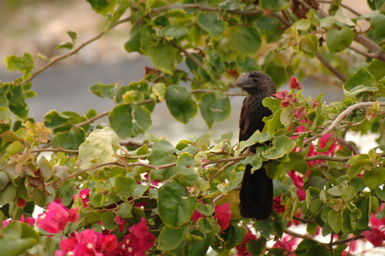 punta cana resort and club0131