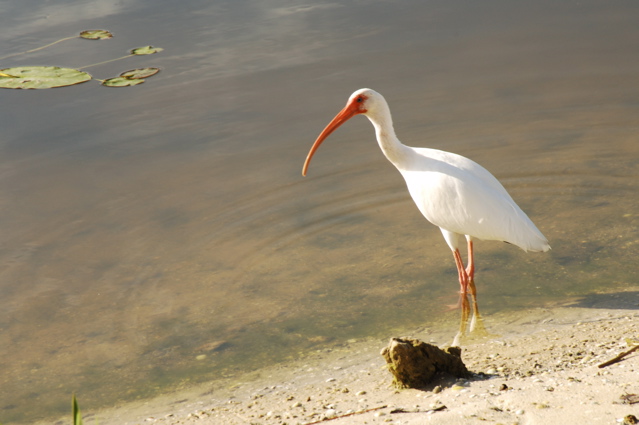 quailwestgolfclub0156