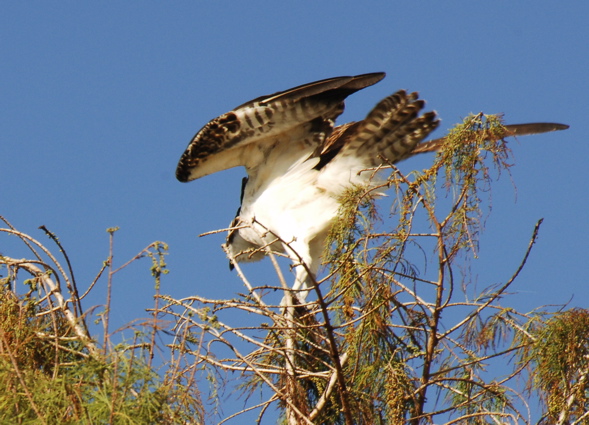 quailwestgolfclub0161