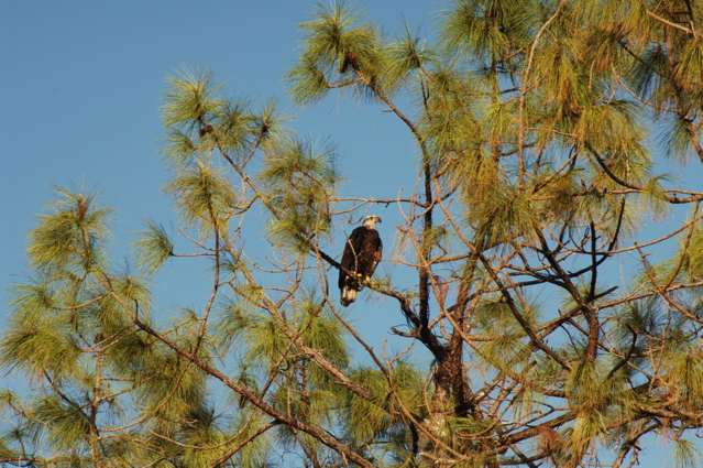 qualityinnandsuitesgolfresort0022