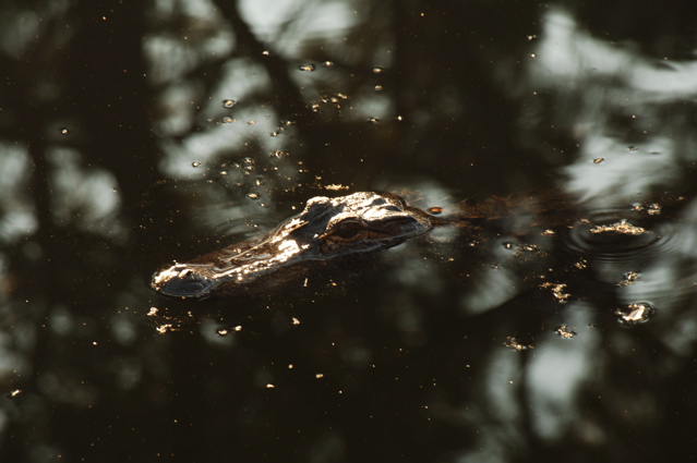 robbersrowcourse0129