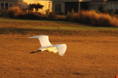 floridagolfcourses0044