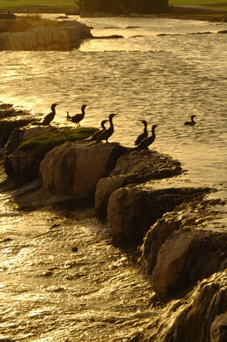 divi village golf and beach resort1456