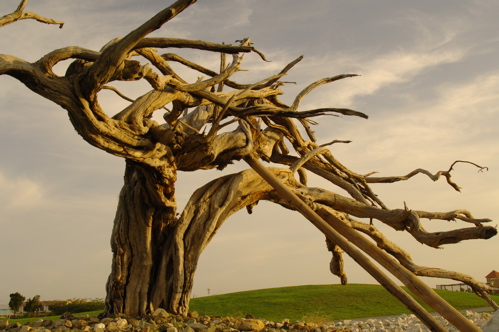 divi village golf and beach resort1467