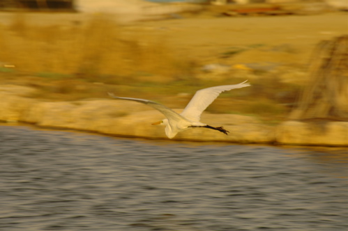 divi village golf and beach resort1475