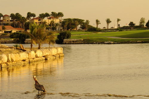 divi village golf and beach resort1477