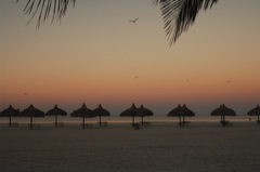 therookeryatmarco0227