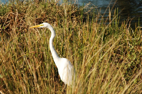 therookeryatmarco0347