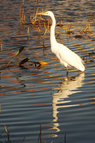 therookeryatmarco0098