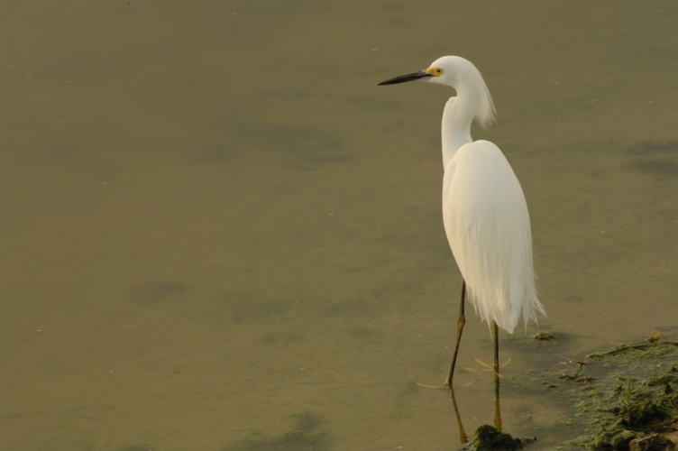 vineyardsnaplesnorthcourse0346