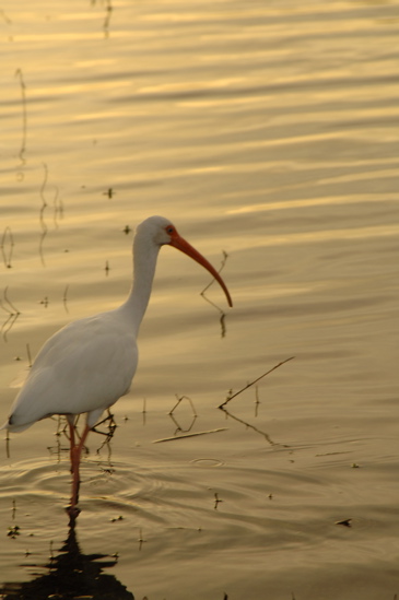 vineyardsnaplessouthcourse0592