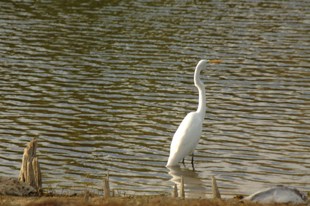 wildcat run golf and country club0065