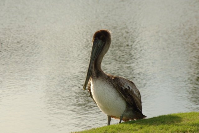 wildcat run golf and country club0026