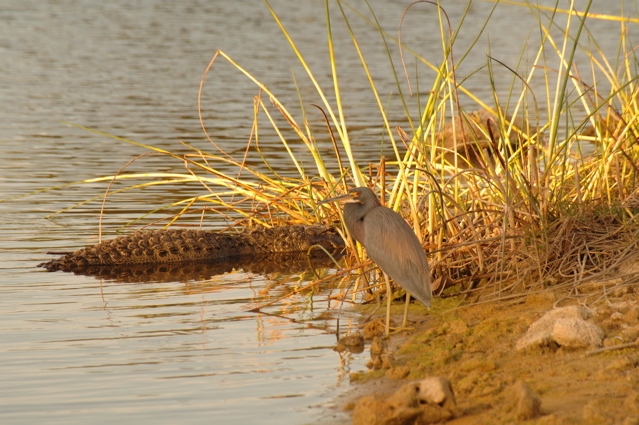 wildcat run golf and country club0040