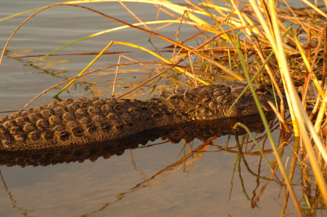 wildcat run golf and country club0042