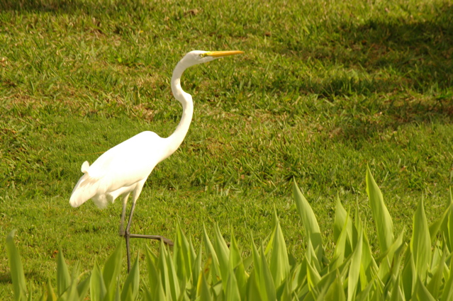 wildcat run golf and country club0012